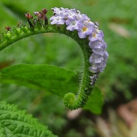 Heliotropium indicum L.