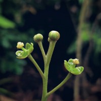 Nepenthes distillatoria L.