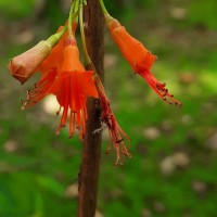 Woodfordia fruticosa (L.) Kurz