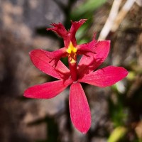 Epidendrum radicans Pav. ex Lindl.