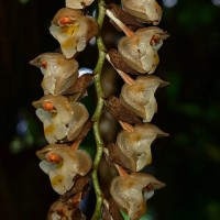 <i>Pholidota imbricata</i>  Hook.