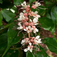 Humboldtia laurifolia Vahl