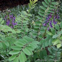 Sophora violacea Thwaites