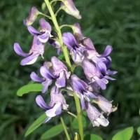 Sophora violacea Thwaites