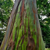 Eucalyptus deglupta Blume