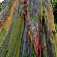 Eucalyptus deglupta Blume