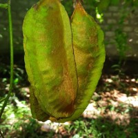 Mucuna gigantea (Willd.) DC.