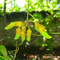 Mucuna gigantea (Willd.) DC.