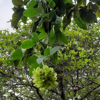 Mucuna gigantea (Willd.) DC.