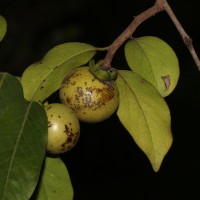 Diospyros sp 1