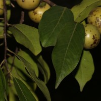 Diospyros sp 1