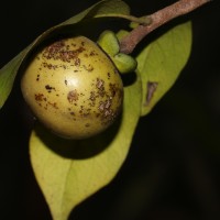 Diospyros sp 1