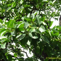 <i>Terminalia chebula</i>  Retz.