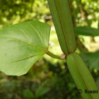 Cissus quadrangularis L.