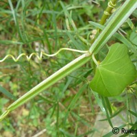 Cissus quadrangularis L.