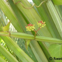 Cissus quadrangularis L.