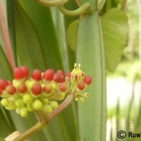 Cissus quadrangularis L.