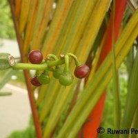 Cissus quadrangularis L.