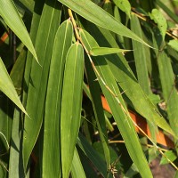 Ochlandra stridula Thwaites