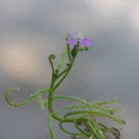 Drosera indica L.