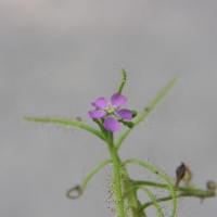 <i>Drosera indica</i>  L.