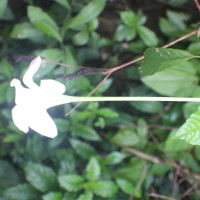 Euclinia longiflora Salisb.