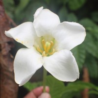 Euclinia longiflora Salisb.