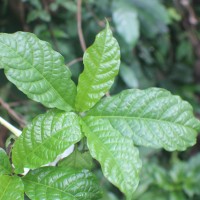 Euclinia longiflora Salisb.