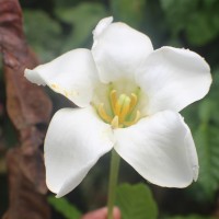 <i>Euclinia longiflora</i>  Salisb.