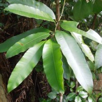 Calophyllum tomentosum Wight