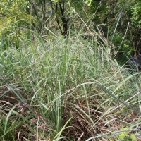 Cymbopogon nardus (L.) Rendle