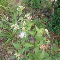 Chromolaena odorata (L.) R.M.King & H.Rob.