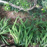 Dianella ensifolia (L.) Redouté