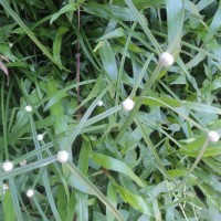 Cyperus mindorensis (Steud.) Huygh