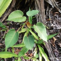 Ficus arnottiana (Miq.) Miq.