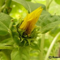 Helianthus annuus L.