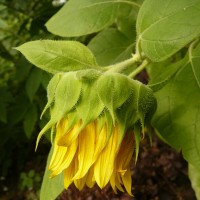 Helianthus annuus L.