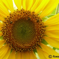 Helianthus annuus L.