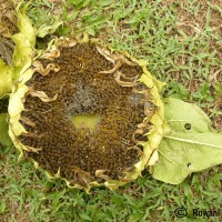 Helianthus annuus L.