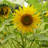 <i>Helianthus annuus</i>  L.