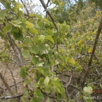 Grewia tenax (Forssk.) Fiori