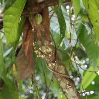 Theobroma cacao L.