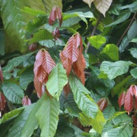 Theobroma cacao L.