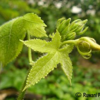 Abroma augustum (L.) L.f.