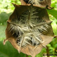 Abroma augustum (L.) L.f.