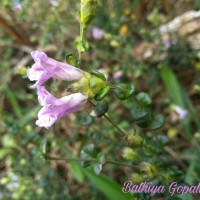 Strobilanthes punctata Nees