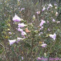 Strobilanthes punctata Nees