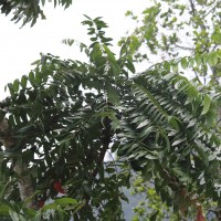 Ailanthus triphysa (Dennst.) Alston