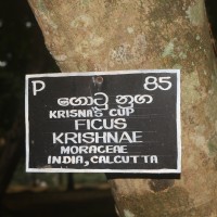 Ficus krishnae C.DC.