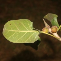 Ficus krishnae C.DC.